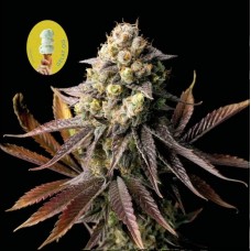 Семена конопли Gelat.OG Феминизированные Seedsman seeds